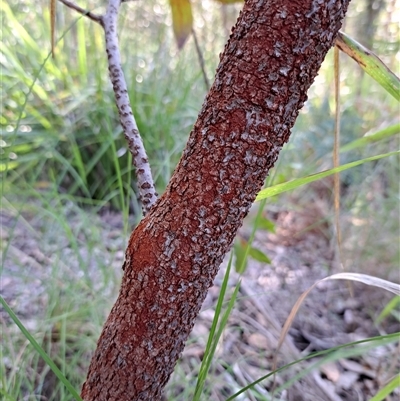 Persoonia levis at Pappinbarra, NSW - 30 Sep 2025 by AngFrost
