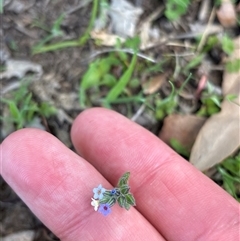 Myosotis discolor at Denman Prospect, ACT - 1 Oct 2025 02:26 PM