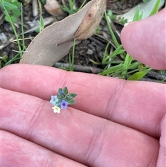 Myosotis discolor at Denman Prospect, ACT - 1 Oct 2025 02:26 PM