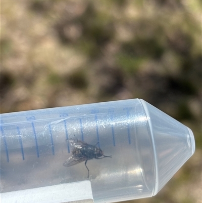 Musca sp. (genus) (Fly) at Red Hill, ACT - 1 Oct 2025 by KaiDewPHD