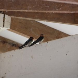 Hirundo neoxena (Welcome Swallow) at Pappinbarra, NSW - 30 Sep 2025 by AngFrost