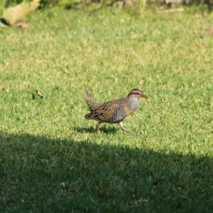 Gallirallus philippensis (Buff-banded Rail) at Pappinbarra, NSW - 1 Oct 2025 by AngFrost