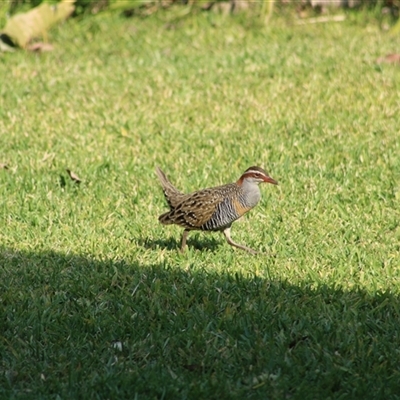 Gallirallus philippensis (Buff-banded Rail) at Pappinbarra, NSW - 1 Oct 2025 by AngFrost