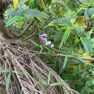 Unverified Climber or Mistletoe at Broke, NSW - 1 Oct 2025 by RoyP