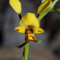 Diuris nigromontana (Black Mountain Leopard Orchid) at Acton, ACT - 1 Oct 2025 by amiessmacro