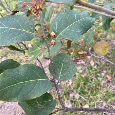 Paropsis pantherina (Leaf beetle) at Broke, NSW - 1 Oct 2025 by RoyP