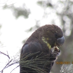 Calyptorhynchus lathami lathami (Glossy Black-Cockatoo) at Marulan, NSW - 15 Jun 2021 by GITM3