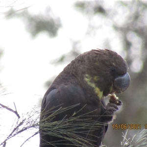 Calyptorhynchus lathami lathami (Glossy Black-Cockatoo) at Marulan, NSW - 15 Jun 2021 by GITM3