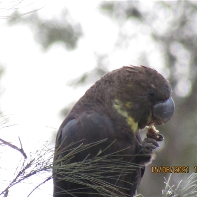 Calyptorhynchus lathami lathami (Glossy Black-Cockatoo) at Marulan, NSW - 15 Jun 2021 by GITM3