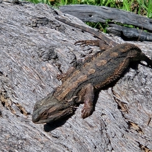 Pogona barbata (Eastern Bearded Dragon) at Hawker, ACT - 30 Sep 2025 by sangio7