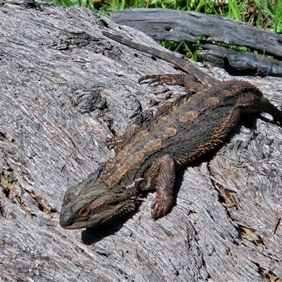 Pogona barbata (Eastern Bearded Dragon) at Hawker, ACT - 30 Sep 2025 by sangio7