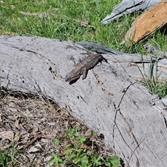 Pogona barbata at Hawker, ACT - suppressed
