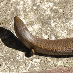 Cyclodomorphus michaeli (Mainland She-oak Skink) at Braemar, NSW - 30 Sep 2025 by Curiosity