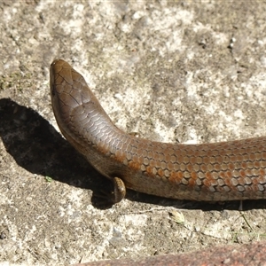 Cyclodomorphus michaeli (Mainland She-oak Skink) at Braemar, NSW - 30 Sep 2025 by Curiosity