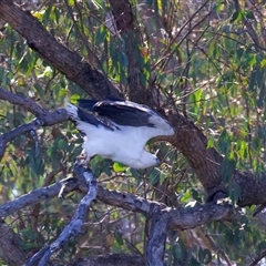 Icthyophaga leucogaster (White-bellied Sea-Eagle) at Googong, NSW - 1 Sep 2025 by jb2602