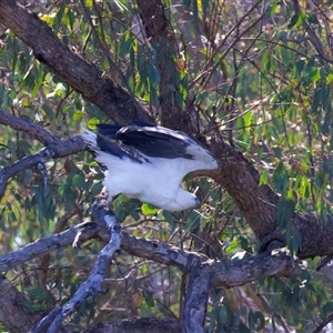 Icthyophaga leucogaster (White-bellied Sea-Eagle) at Googong, NSW - 1 Sep 2025 by jb2602