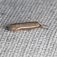 Philobota dichotoma (A Concealer moth (Philobota group) at Harrison, ACT - 27 Sep 2025 by DPRees125