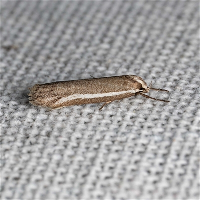 Philobota dichotoma (A Concealer moth (Philobota group) at Harrison, ACT - 27 Sep 2025 by DPRees125