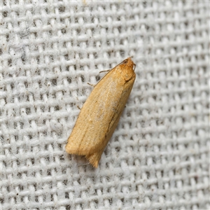 Standishana concolorana (A Tortricid moth (Archipini) by DPRees125