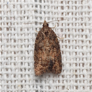 Capua intractana (A Tortricid moth) at Harrison, ACT - 27 Sep 2025 by DPRees125