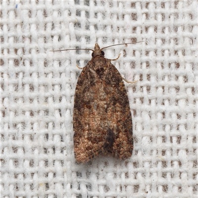 Capua intractana (A Tortricid moth) at Harrison, ACT - 27 Sep 2025 by DPRees125