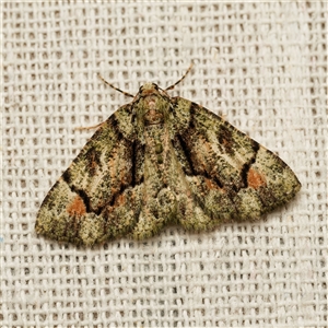 Aeolochroma metarhodata (Tea-tree Emerald (Geometrinae)) at Harrison, ACT - 27 Sep 2025 by DPRees125