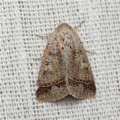 Pantydia sparsa (Noctuid Moth) at  - suppressed by DPRees125