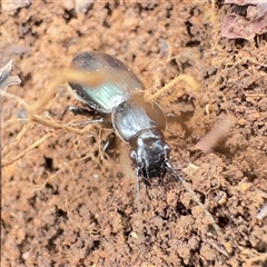 Carabidae (family) (Predatory ground beetle) by GlossyGal