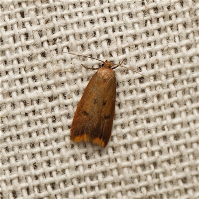 Tachystola acroxantha (A Concealer moth) at Harrison, ACT - 27 Sep 2025 by DPRees125
