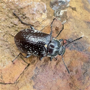 Lepispilus (genus) (A darkling beetle) by GlossyGal