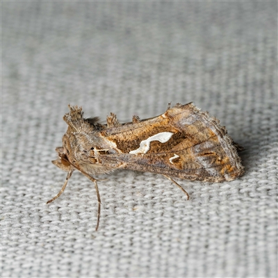Chrysodeixis argentifera (Tobacco Looper) at Harrison, ACT - 27 Sep 2025 by DPRees125
