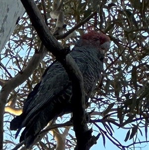 Callocephalon fimbriatum (Gang-gang Cockatoo) at Aranda, ACT - 1 Oct 2025 by lbradley