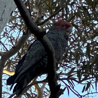 Callocephalon fimbriatum (Gang-gang Cockatoo) at Aranda, ACT - 1 Oct 2025 by lbradley