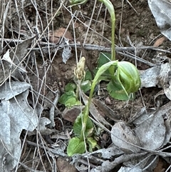 Pterostylis nutans (Nodding Greenhood) at Aranda, ACT - 1 Oct 2025 by lbradley