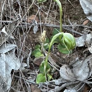Pterostylis nutans (Nodding Greenhood) at Aranda, ACT - 1 Oct 2025 by lbradley