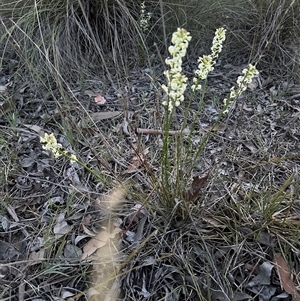 Stackhousia monogyna (Creamy Candles) at Aranda, ACT - 1 Oct 2025 by lbradley