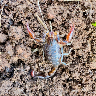 Cercophonius squama (Wood Scorpion) at  - suppressed by GlossyGal