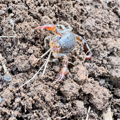 Cercophonius squama at Emerald, VIC - suppressed
