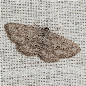 Psilosticha absorpta (Fine-waved Bark Moth) at Harrison, ACT - 27 Sep 2025 by DPRees125