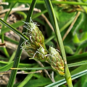 Carex (genus) at Hawker, ACT - 30 Sep 2025 by sangio7