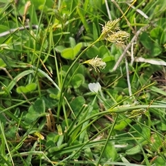 Carex inversa at Hawker, ACT - 30 Sep 2025 02:11 PM