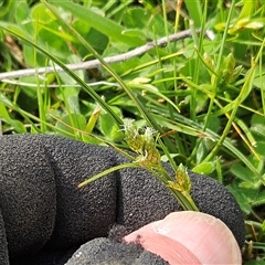 Carex inversa at Hawker, ACT - 30 Sep 2025 02:11 PM