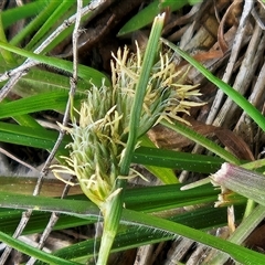 Carex inversa at Hawker, ACT - 30 Sep 2025 02:11 PM