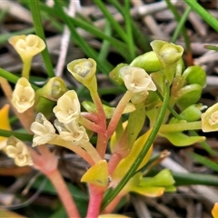 Montia fontana at Hawker, ACT - 30 Sep 2025 01:31 PM