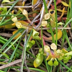 Montia fontana at Hawker, ACT - 30 Sep 2025 01:31 PM