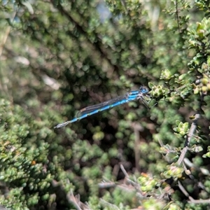 Austrolestes annulosus (Blue Ringtail) at Braidwood, NSW - 1 Oct 2025 by lumacd