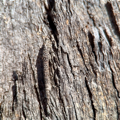 Conoeca or Lepidoscia (genera) IMMATURE (Unidentified Cone Case Moth larva, pupa, or case) at Parkes, ACT - 1 Oct 2025 by Hejor1