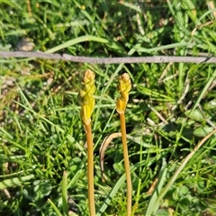 Bulbine bulbosa at Hawker, ACT - 30 Sep 2025 07:40 AM