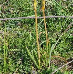 Bulbine bulbosa at Hawker, ACT - 30 Sep 2025 07:40 AM