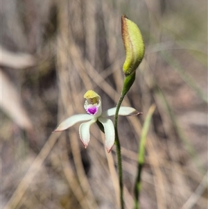 Caladenia ustulata (Brown Caps) at Captains Flat, NSW - 1 Oct 2025 by clarehoneydove
